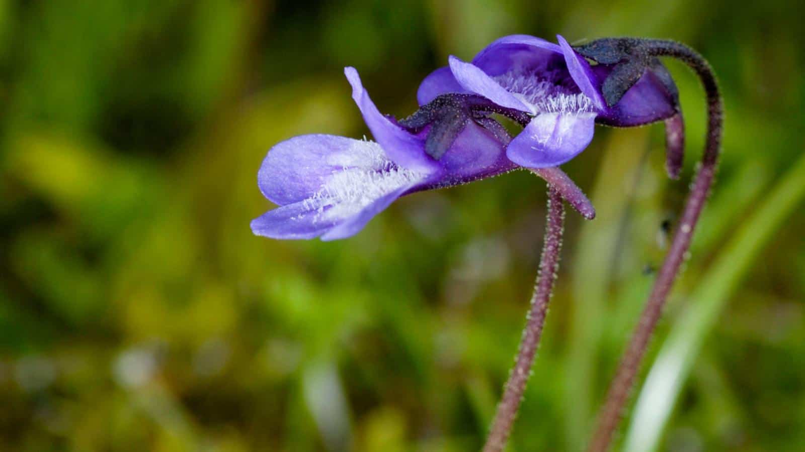 Blue Butterwort (Pinguicula caerulea) flower selective focus