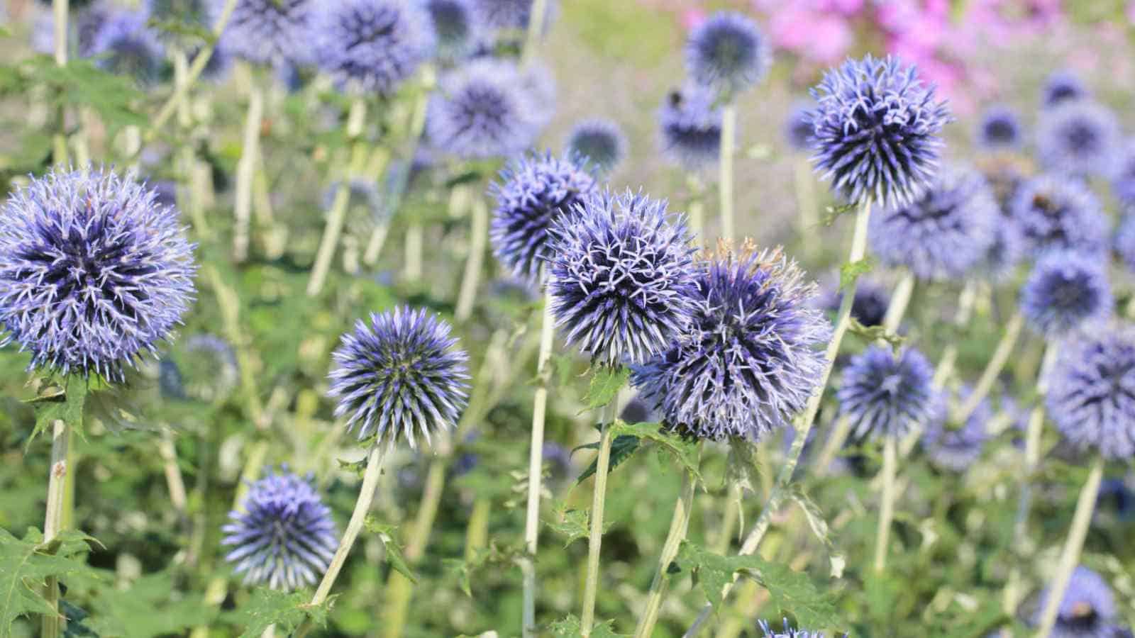 Blue Globe Thistle (Echinops bannaticus) in a garden