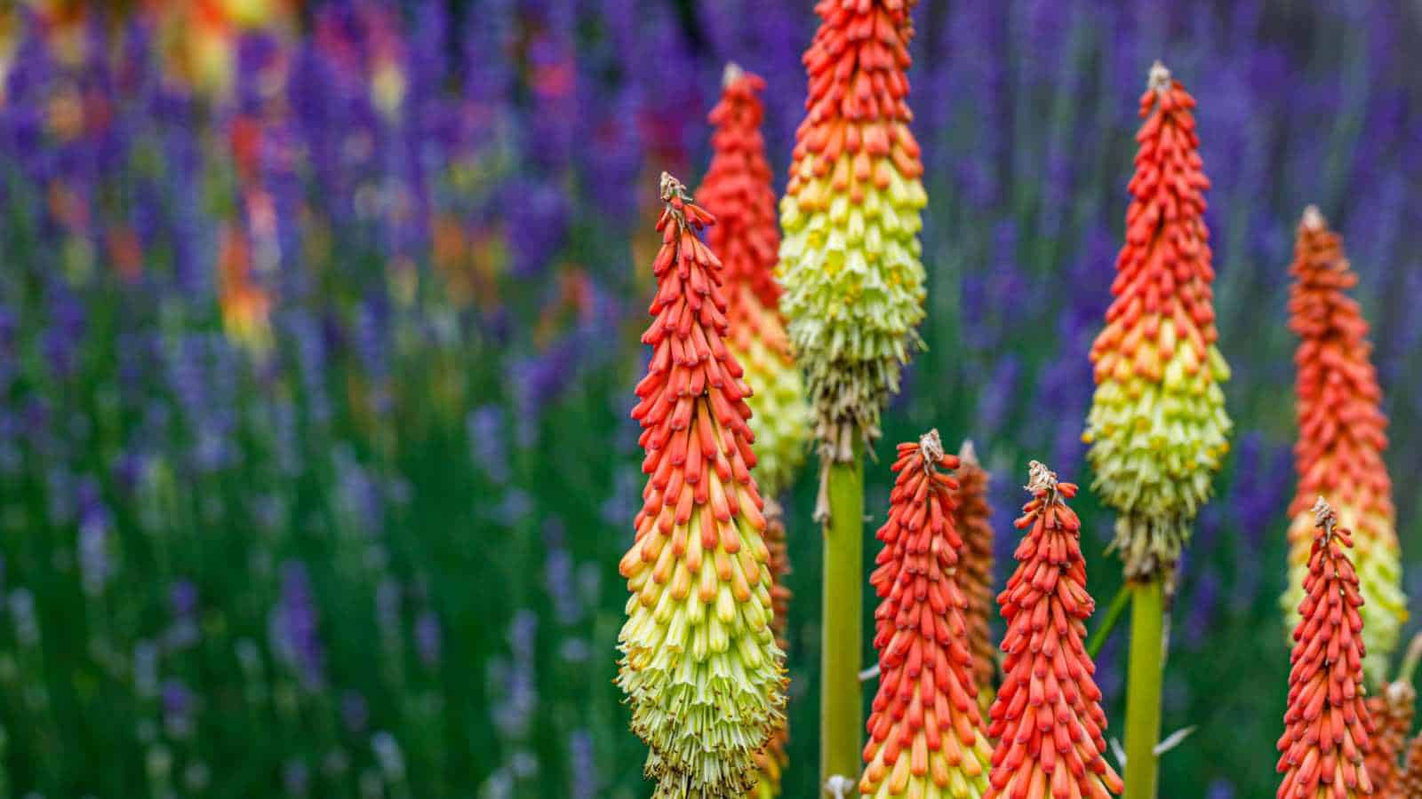 Kniphofia (Kniphofia spp.) flowers with yellow and orange shades