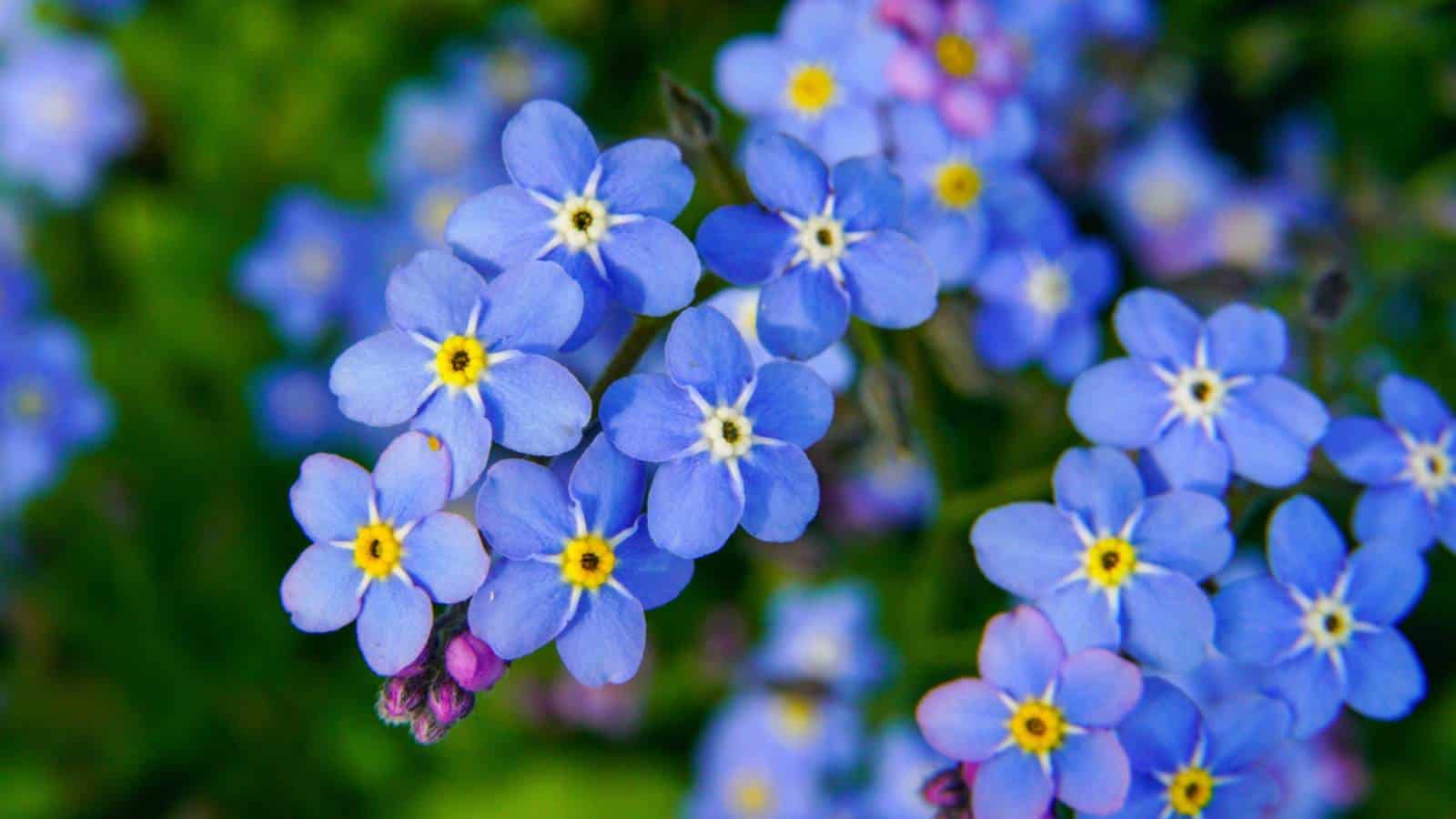 Blue Forget-Me-Nots (Myosotis) in the garden