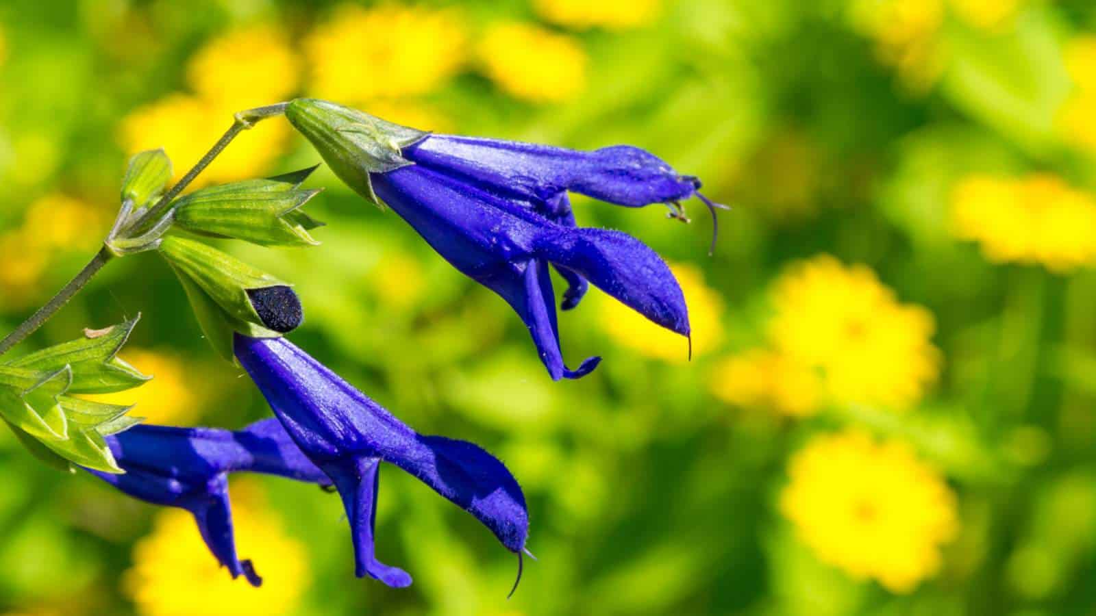 Anise Sage (Salvia guaranitica) blue flowers closeup shot