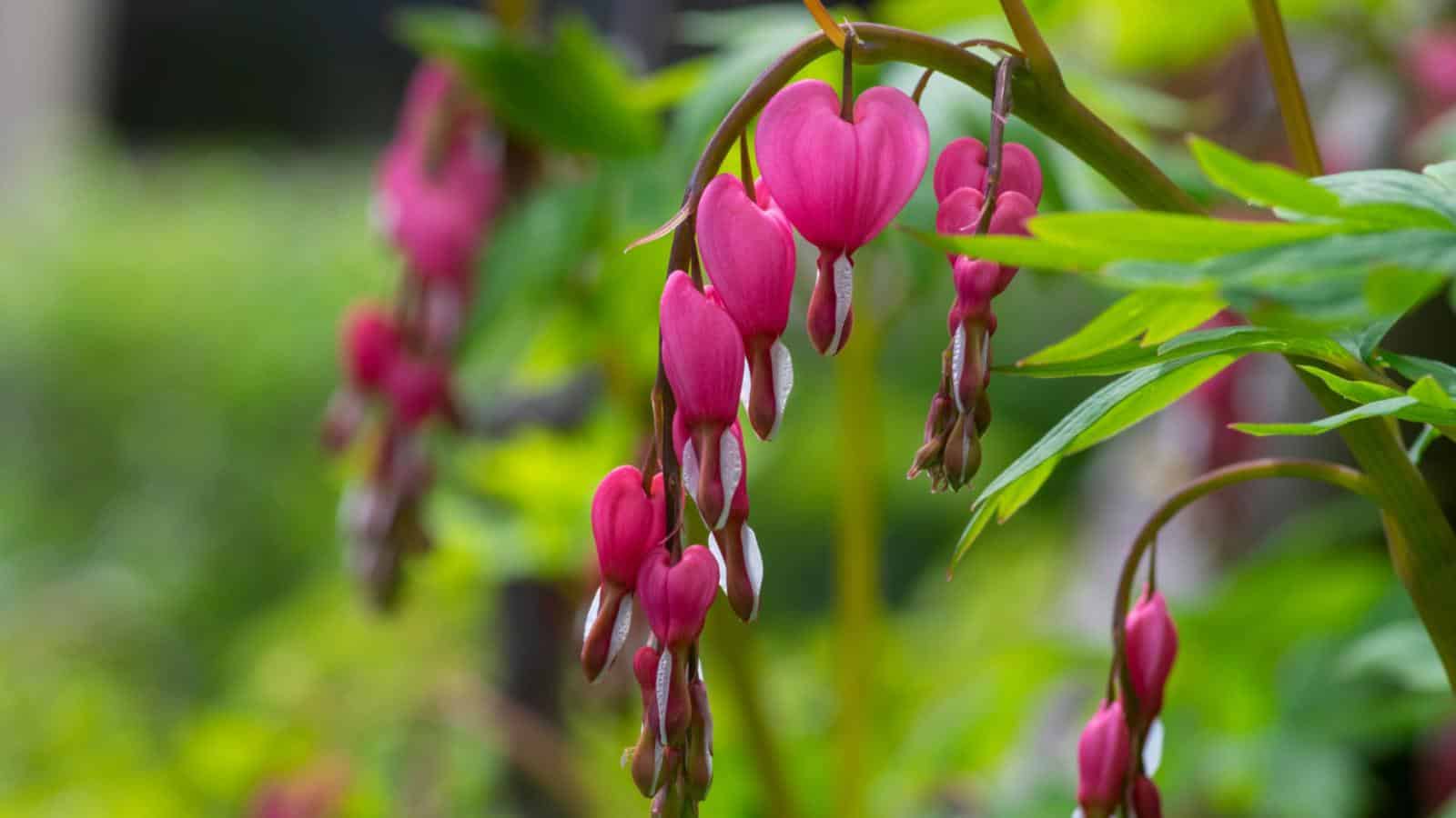 Bleeding Heart (Dicentra spectabilis) flowers selective focus
