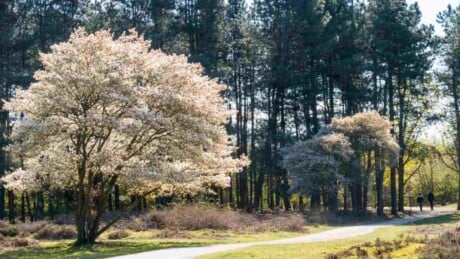 Blooming serviceberry tree near a road