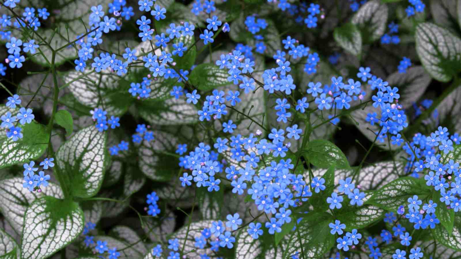 Tiny blue flowers of Siberian Bugloss (Brunnera macrophylla) and green leaves with silver shades