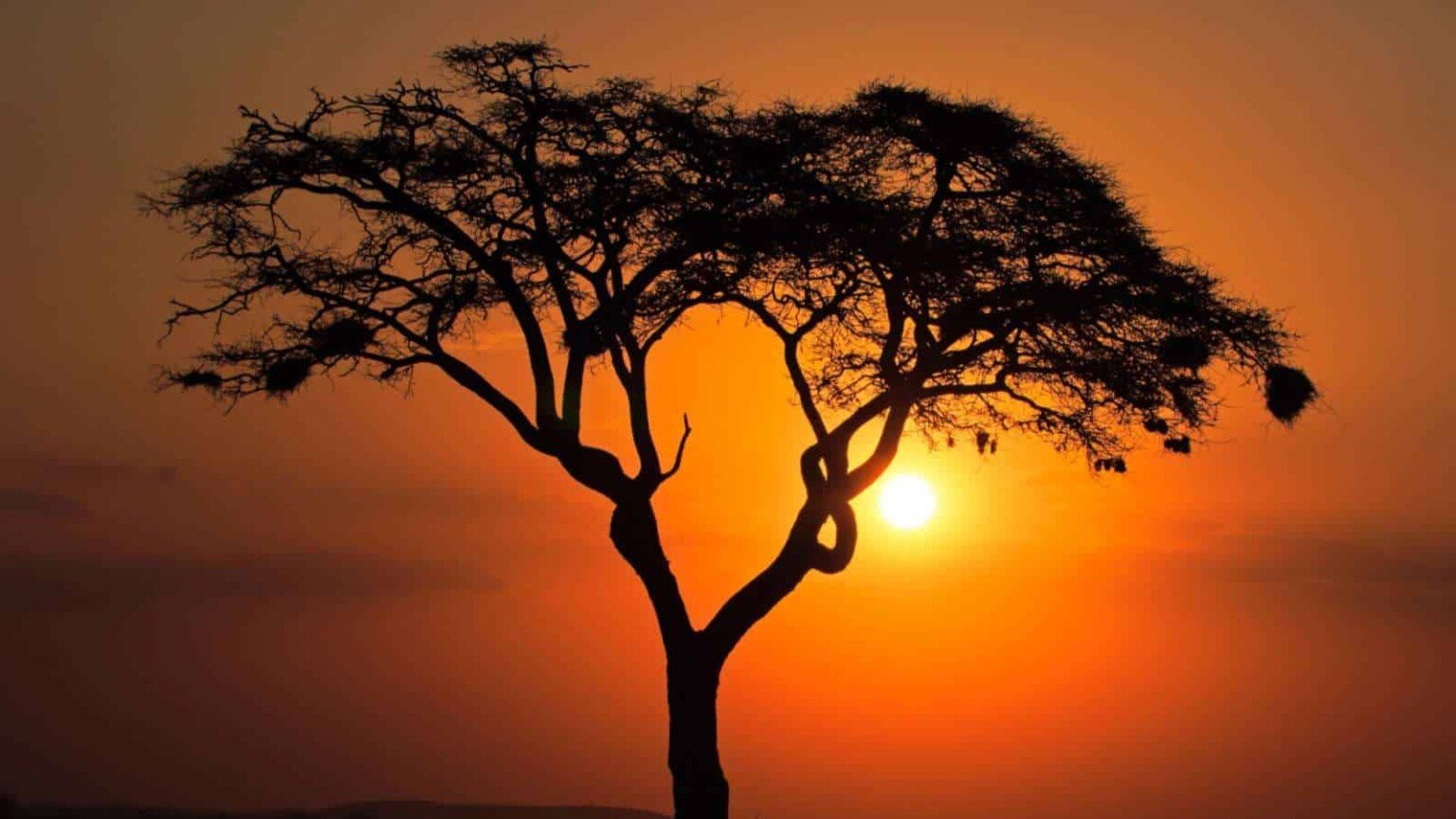 Acacia Tree Description Types And Care Tips Full Guide Silhouette Of Acacia Tree On A Sunset 1536x864