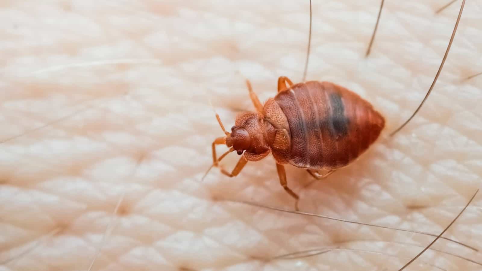Bed bug on human skin