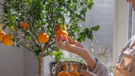 Woman harvesting ripe oranges from a small tree