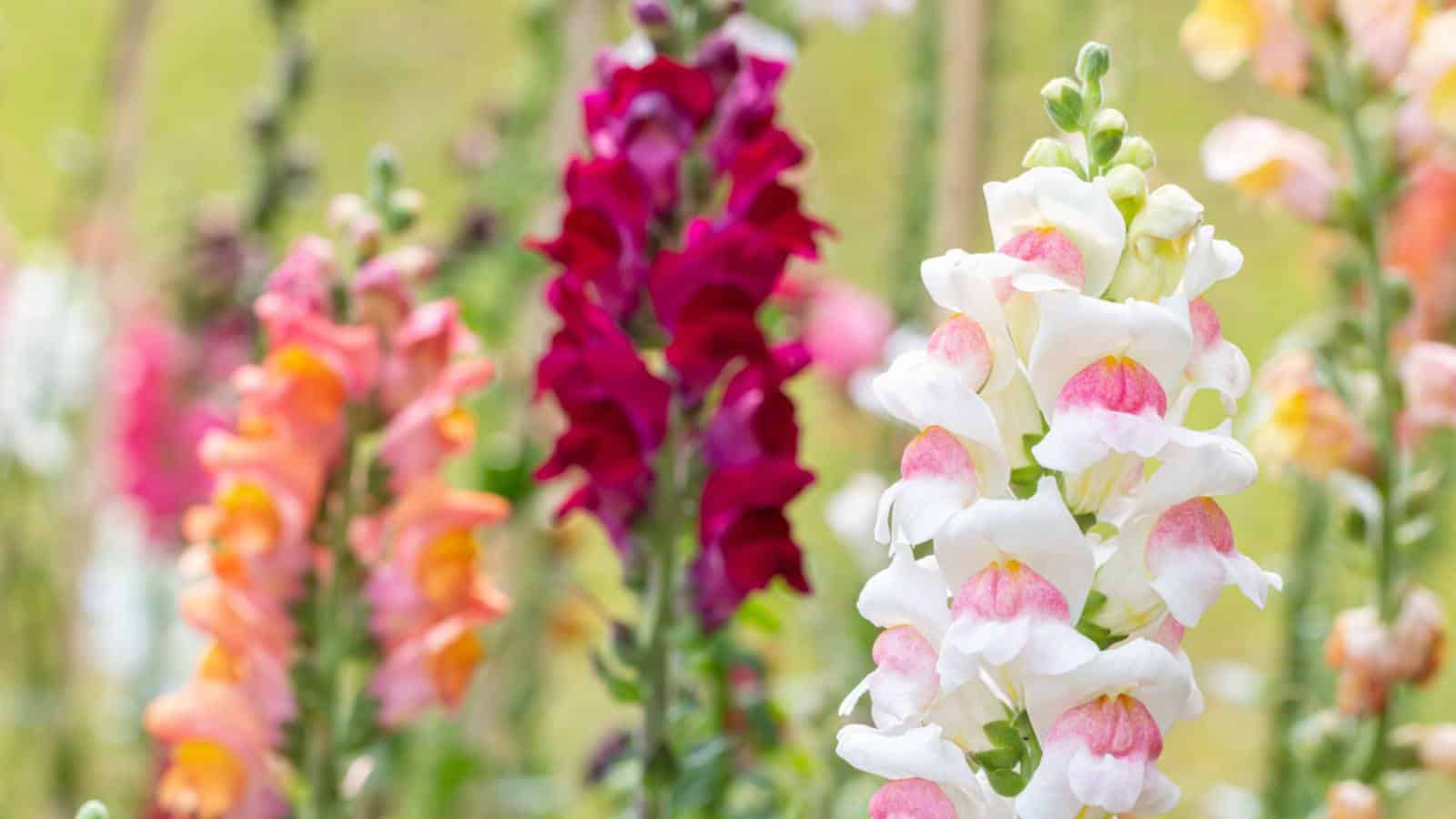 Selective focus of a white Snapdragon (Antirrhinum majus) in the field