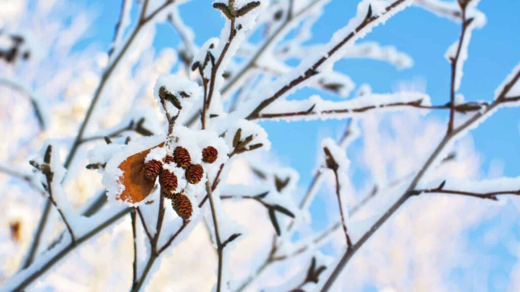 Alder Tree: Description, Types, and Care Tips (Full Guide)