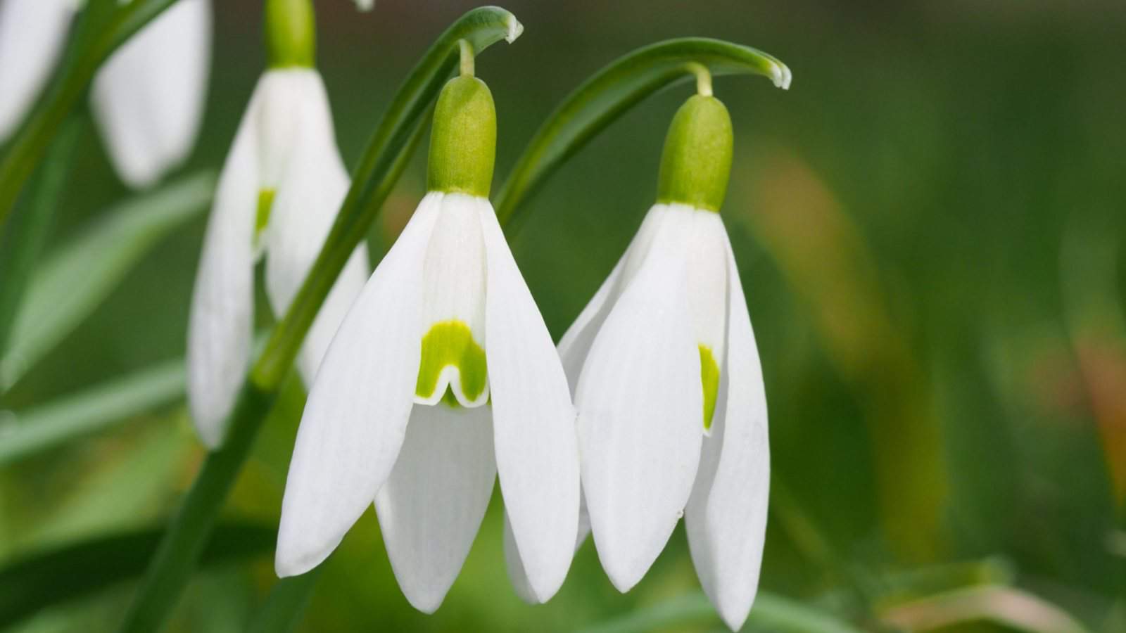 Closeup shot on white Snowdrop (Galanthus nivalis) flowers