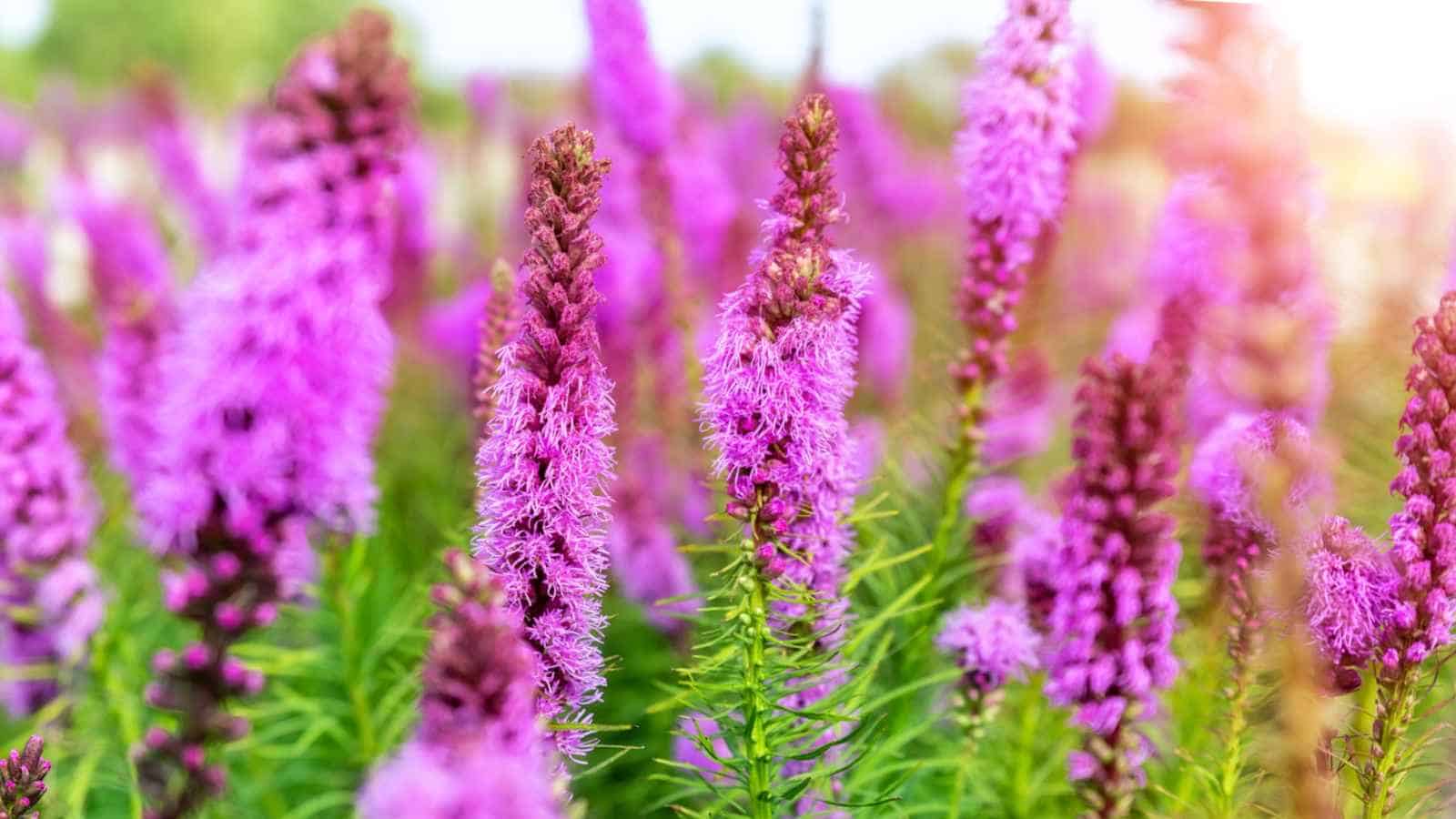 Purple Liatris spikes