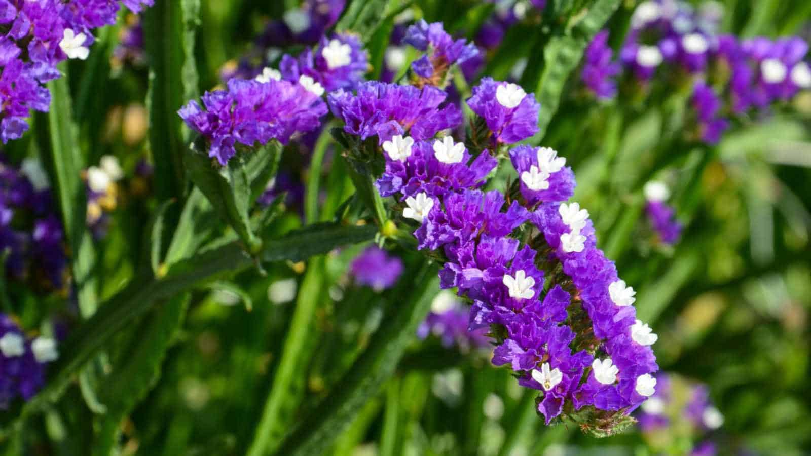 Purple Statice (Limonium spp.) flowers