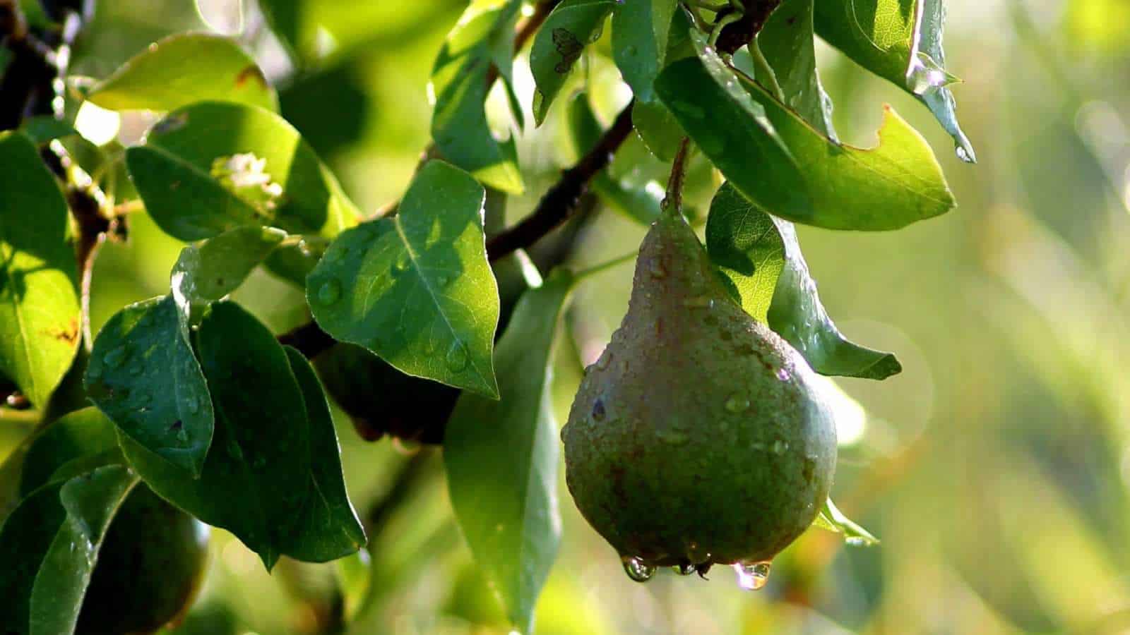 Summercrisp Pear ripening on a tree