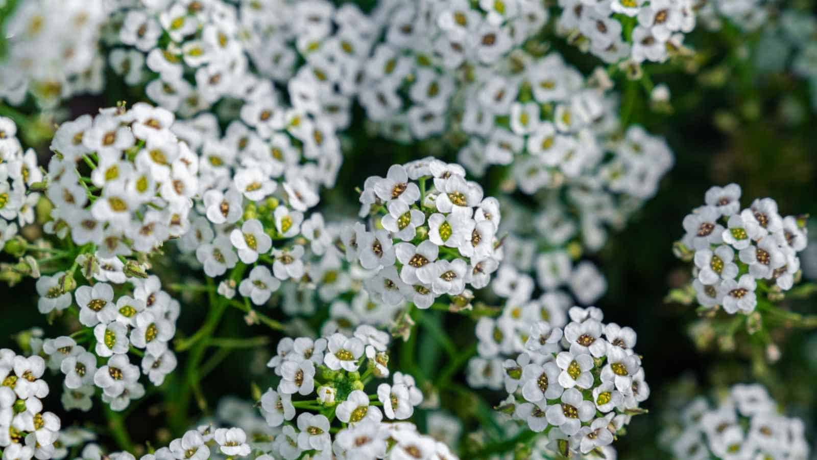 White flower clusters of Sweet Alyssum (Lobularia maritima)