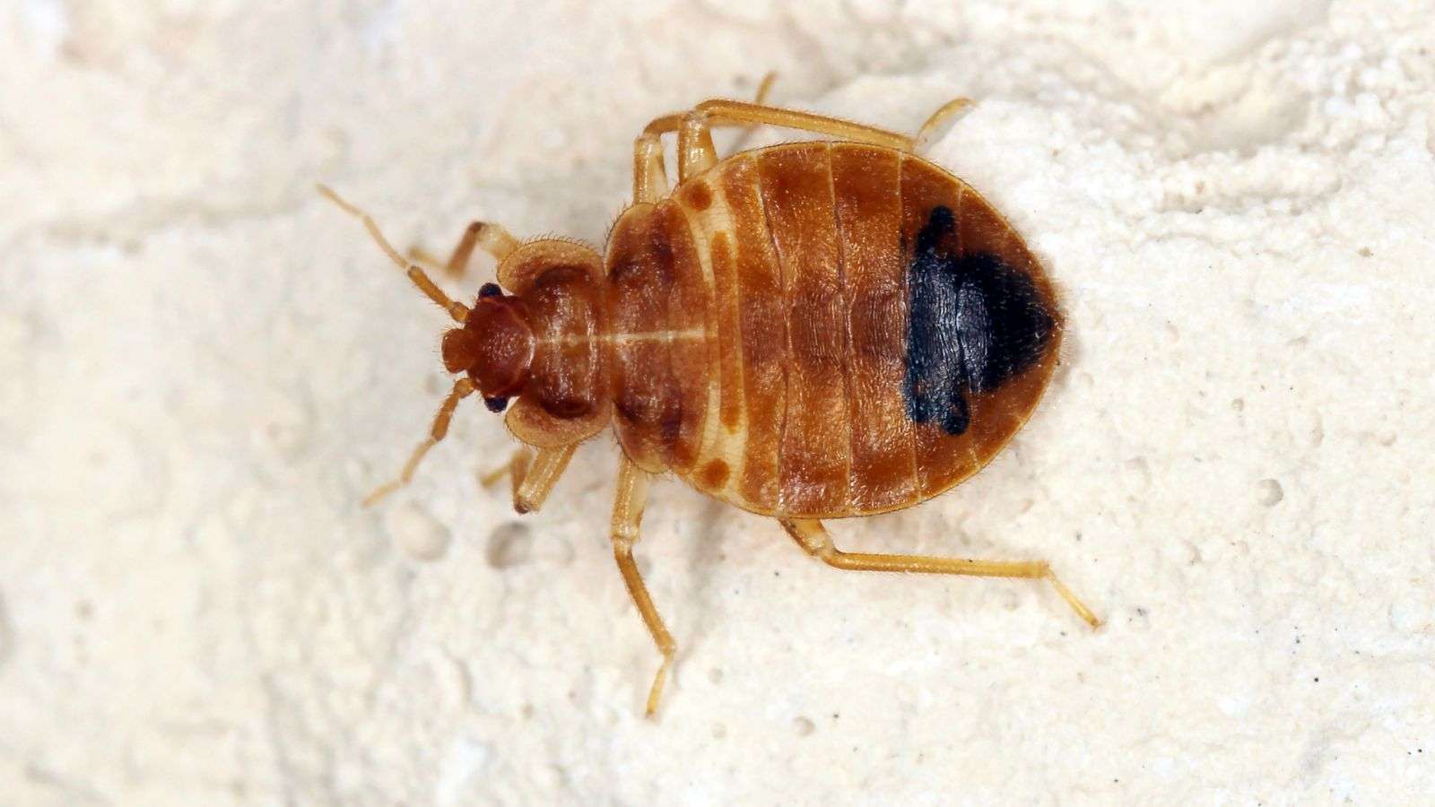 Fourth Instar Nymph Image of a bed bug on a white table