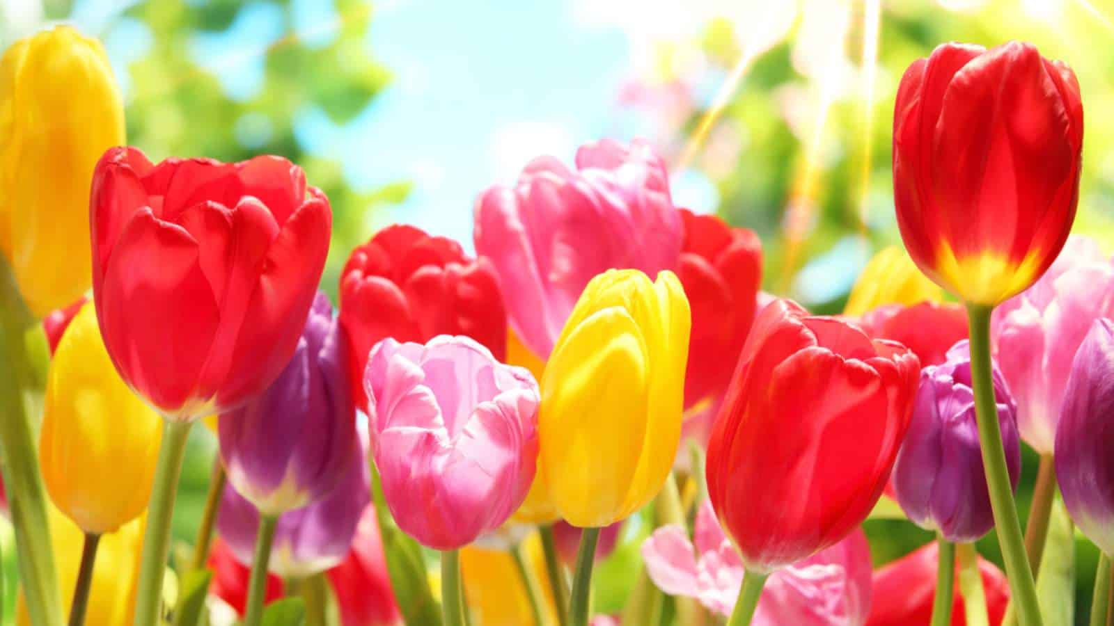 Colorful Tulips (Tulipa spp.) in the garden