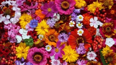Different types of flowers in various colors