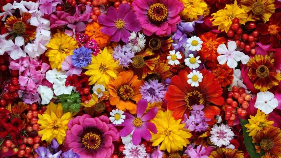 Different types of flowers in various colors