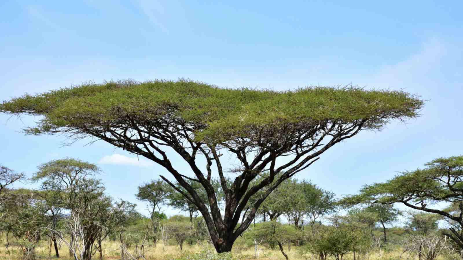Acacia Tree Description Types And Care Tips Full Guide 