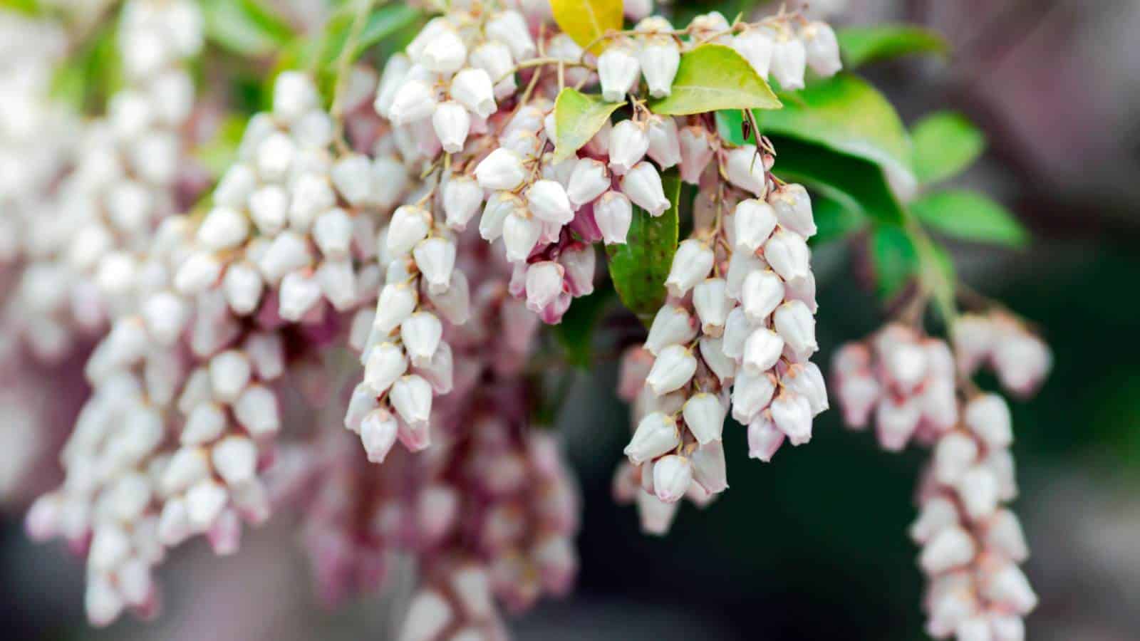 White to pink flowers of Uva Ursi (Arctostaphylos uva-ursi)