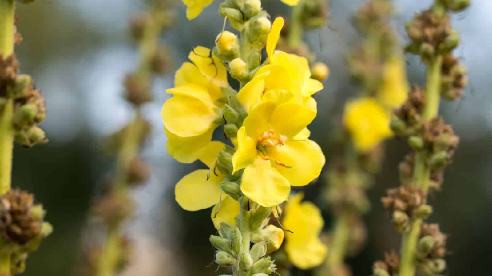 Macro of yellow Verbascum flowers