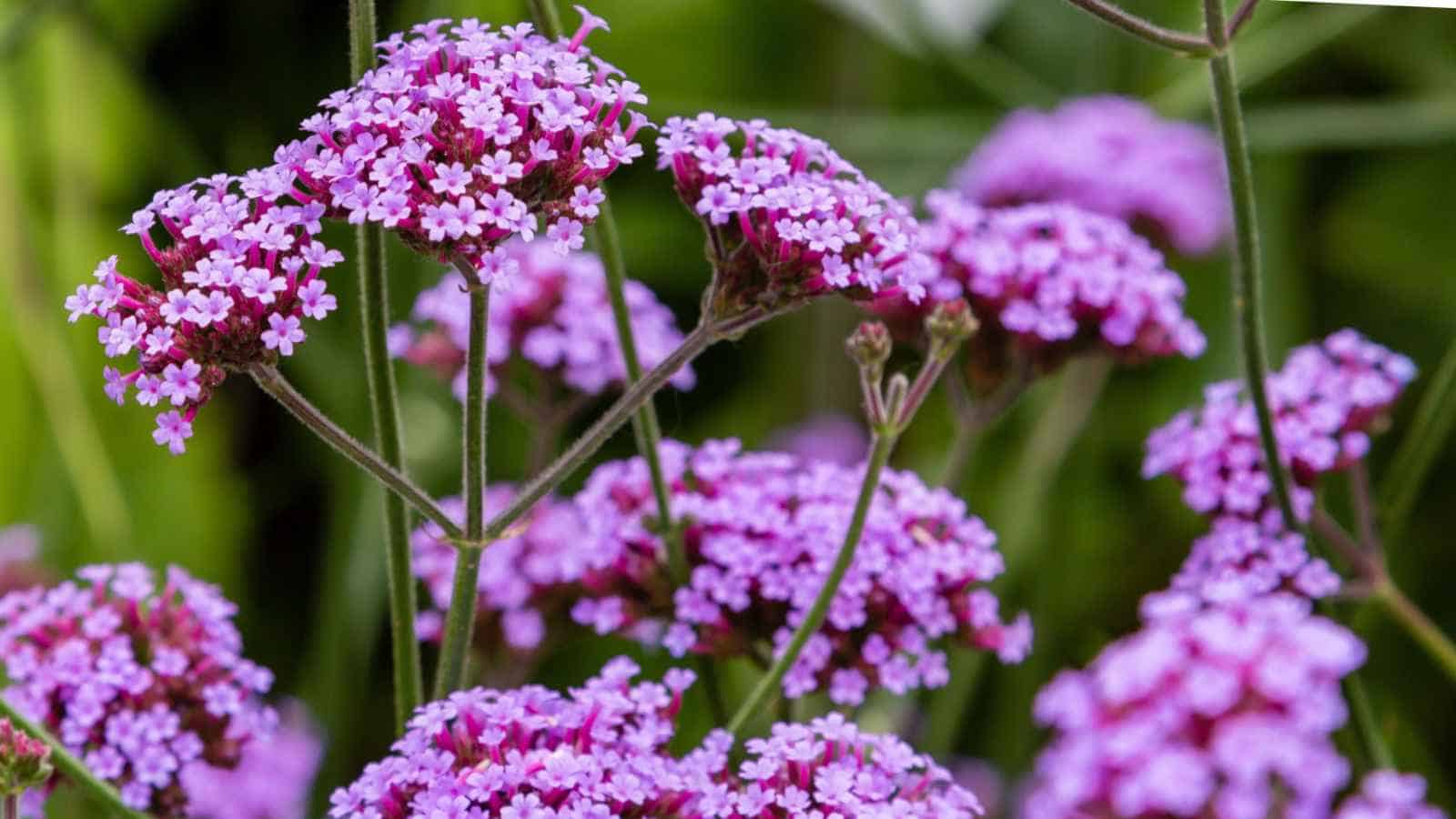Selective focus of purple Verbena flowers