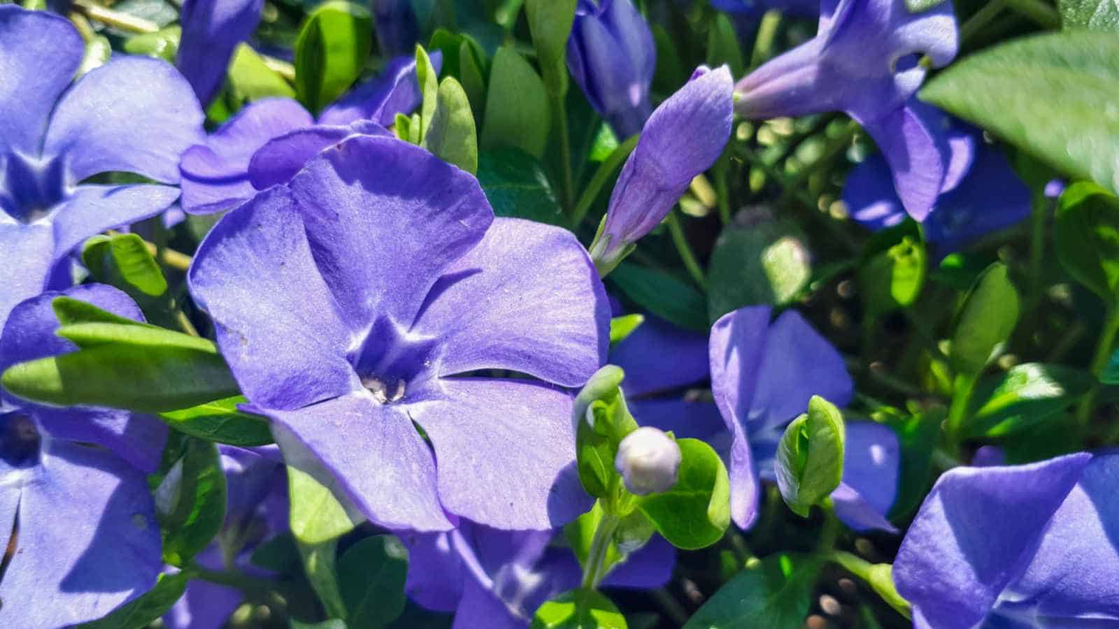 Blooming purple flowers of Vinca (Vinca minor)