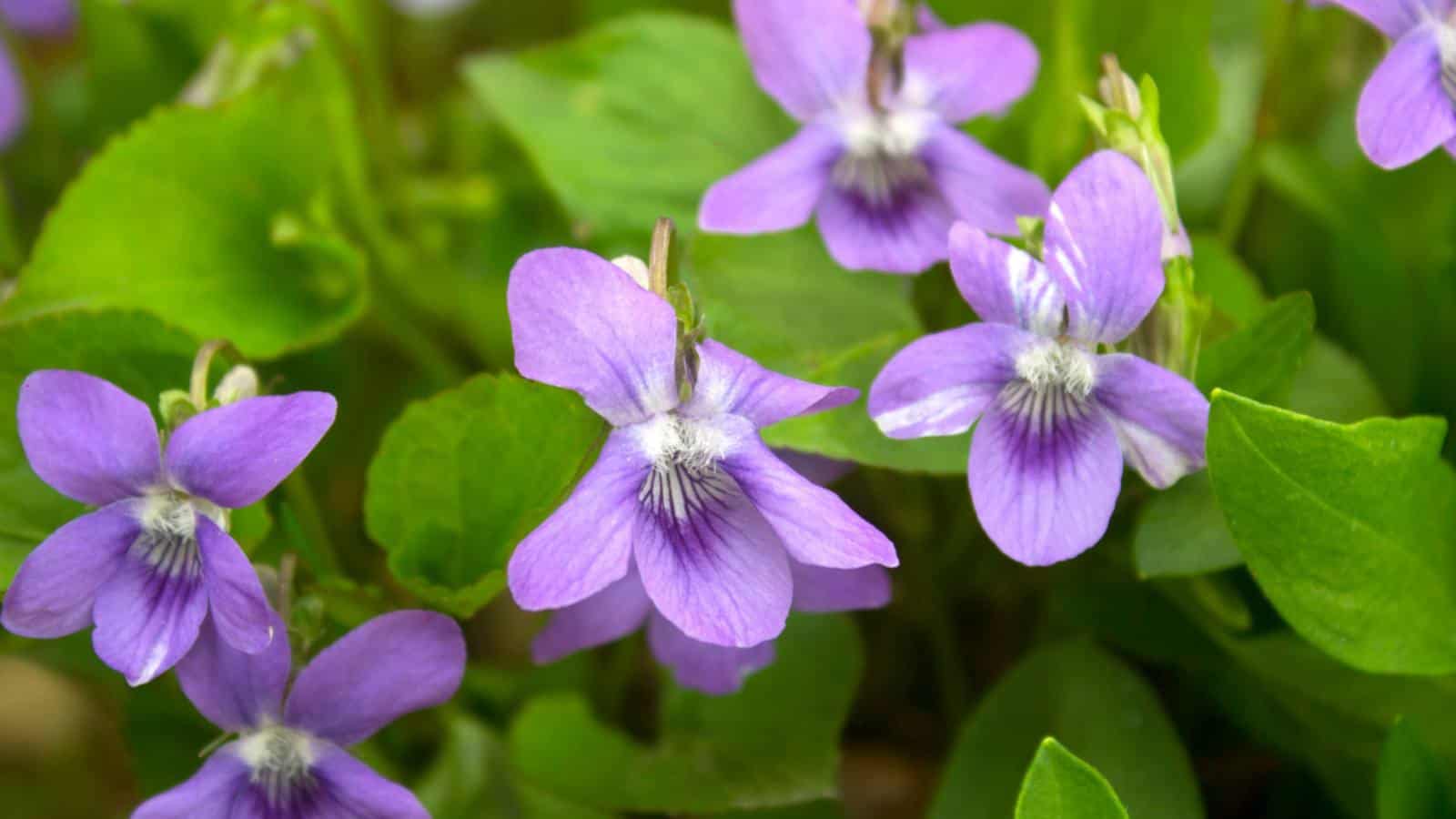 Violet (Viola sororia) flowers with green leaves