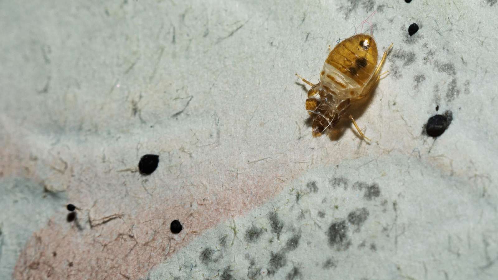 Macro of a bed bug on a wall
