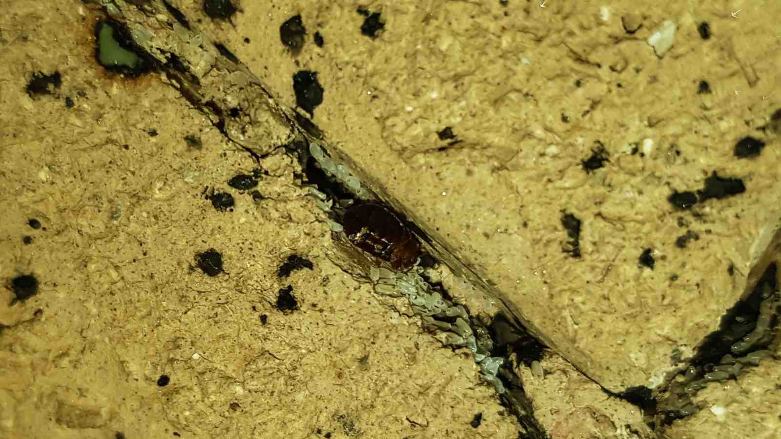 Bed bugs on the crevices of a wall