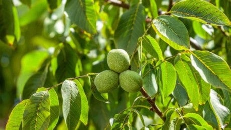 Green walnuts on a tree