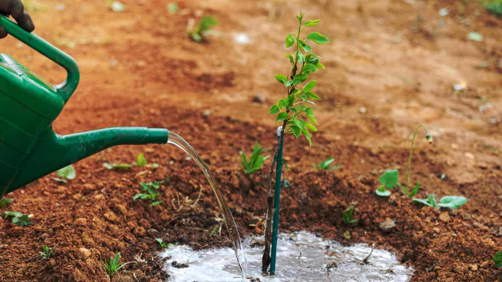 Watering young pear tree with green watering can