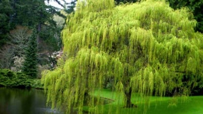 Green foliage of a weeping willow tree near a lake