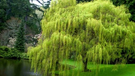 Green foliage of a weeping willow tree near a lake