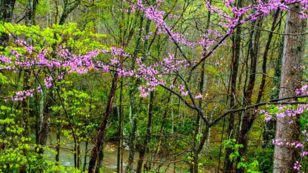 Red Conduit Tree How to Grow and Care for Redbud Tree (Complete Guide)