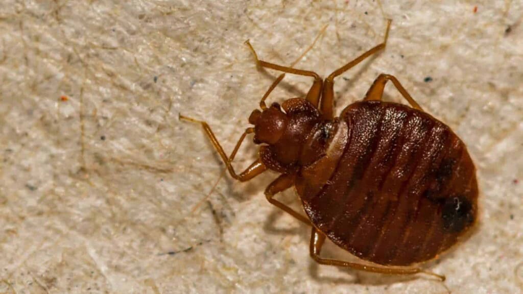 Closeup photo of a bed bug