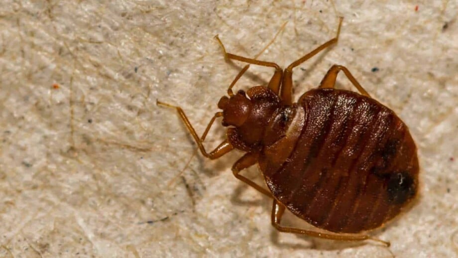 Closeup photo of a bed bug