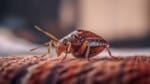 Macro of bed bug on a brown fabric