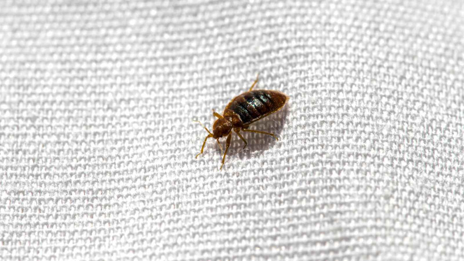Bed bug on a white cloth