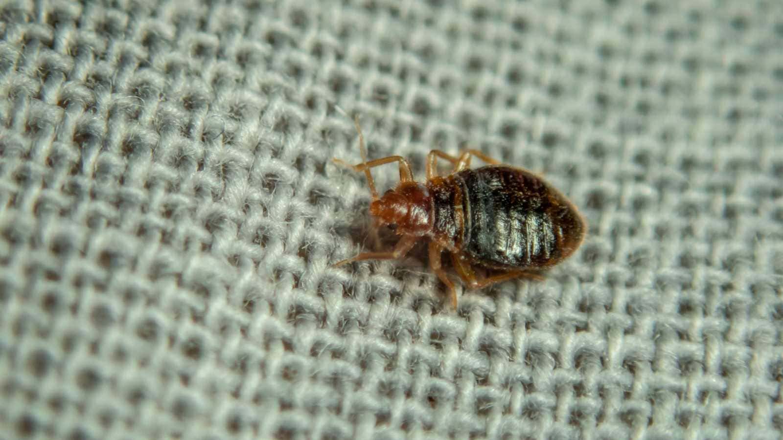 Closeup view of a bed bug on a white cloth