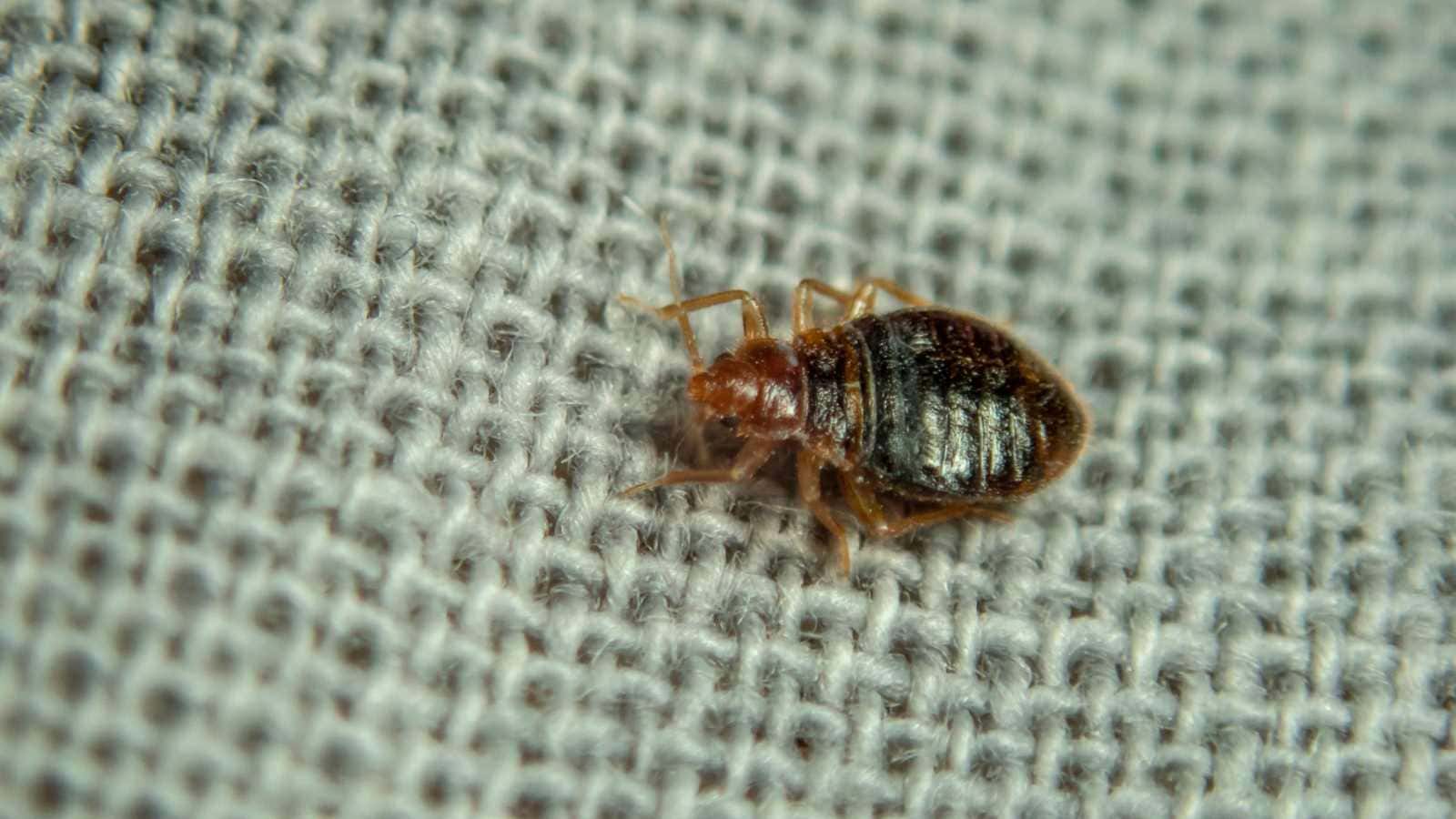 Bedbug Pictures: Stages, Locations, and Bite Images