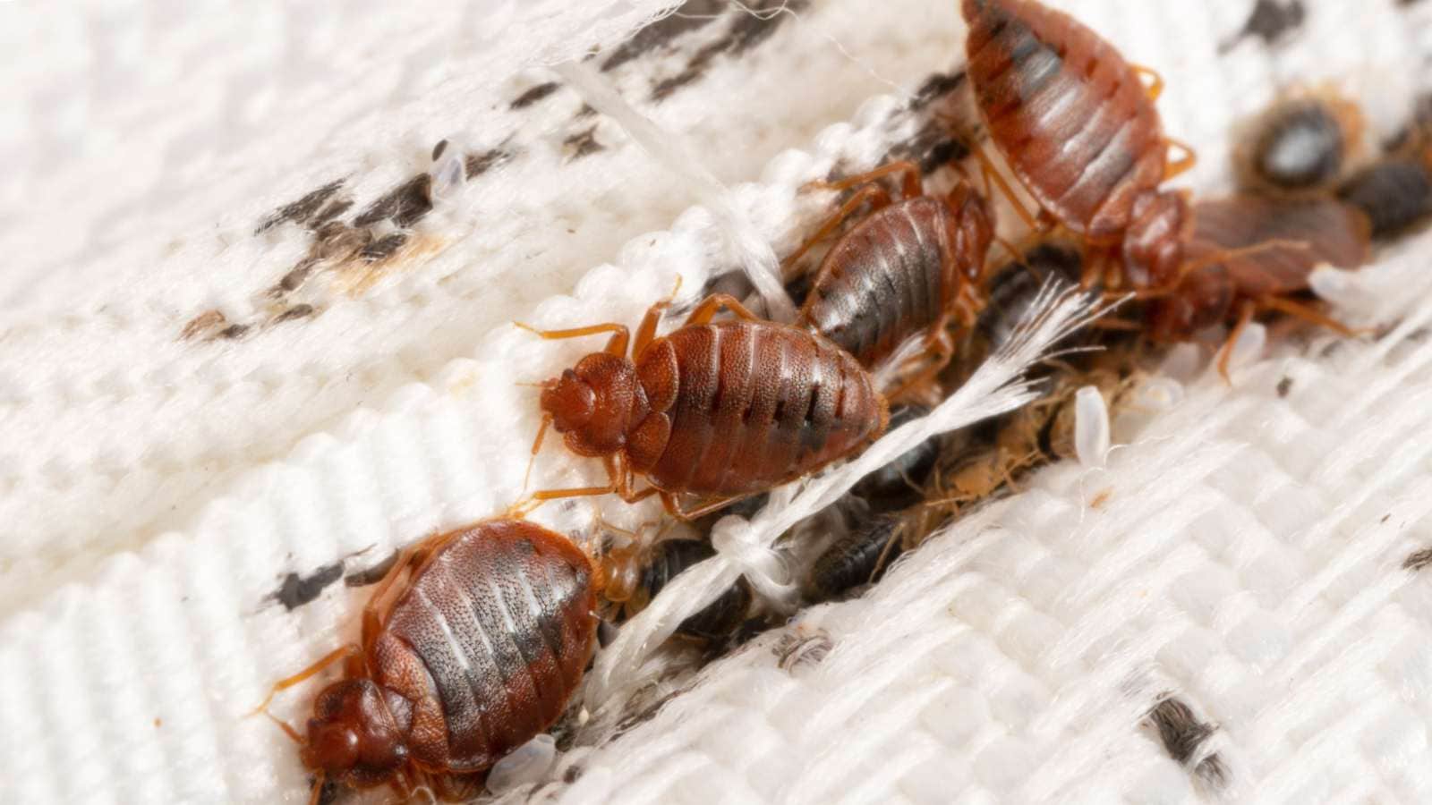 Bed bug colony in a white mattress