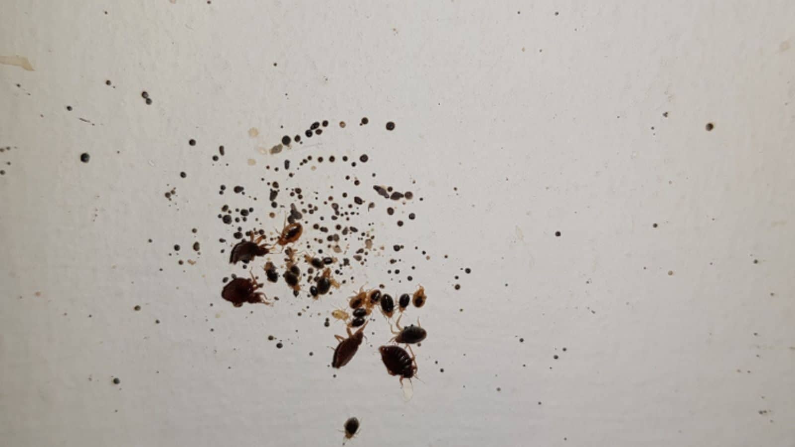 Bed bugs on a white wall