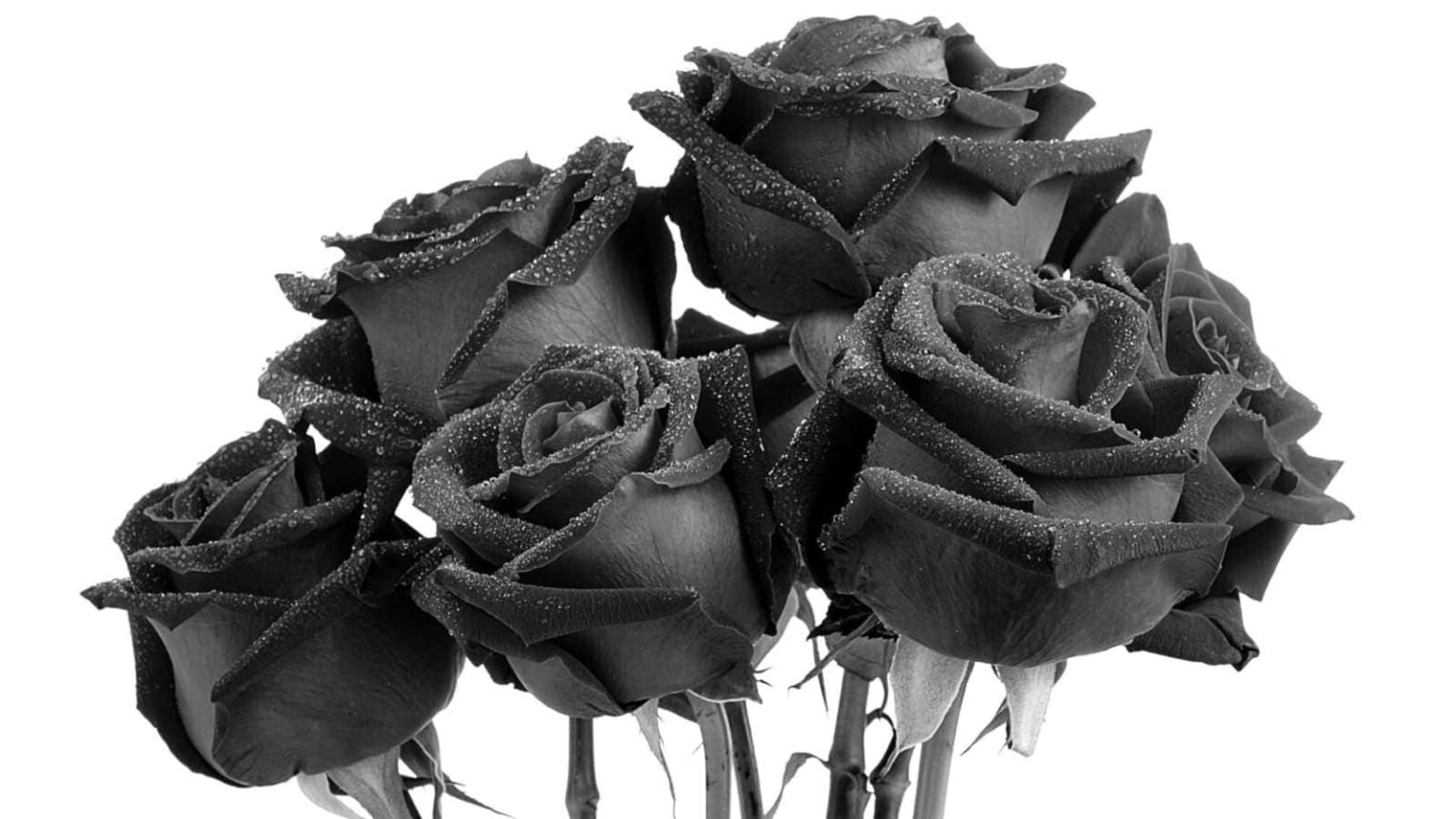 Black Rose: History, Symbolism, Cultivation, and Varieties