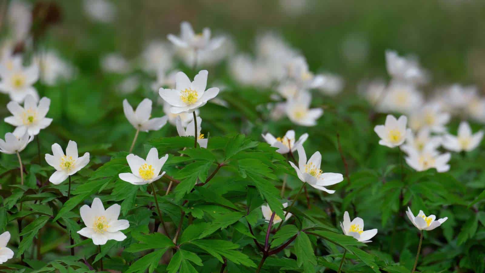 Blooming white Windflower (Anemone nemorosa) with green foliage in the garden