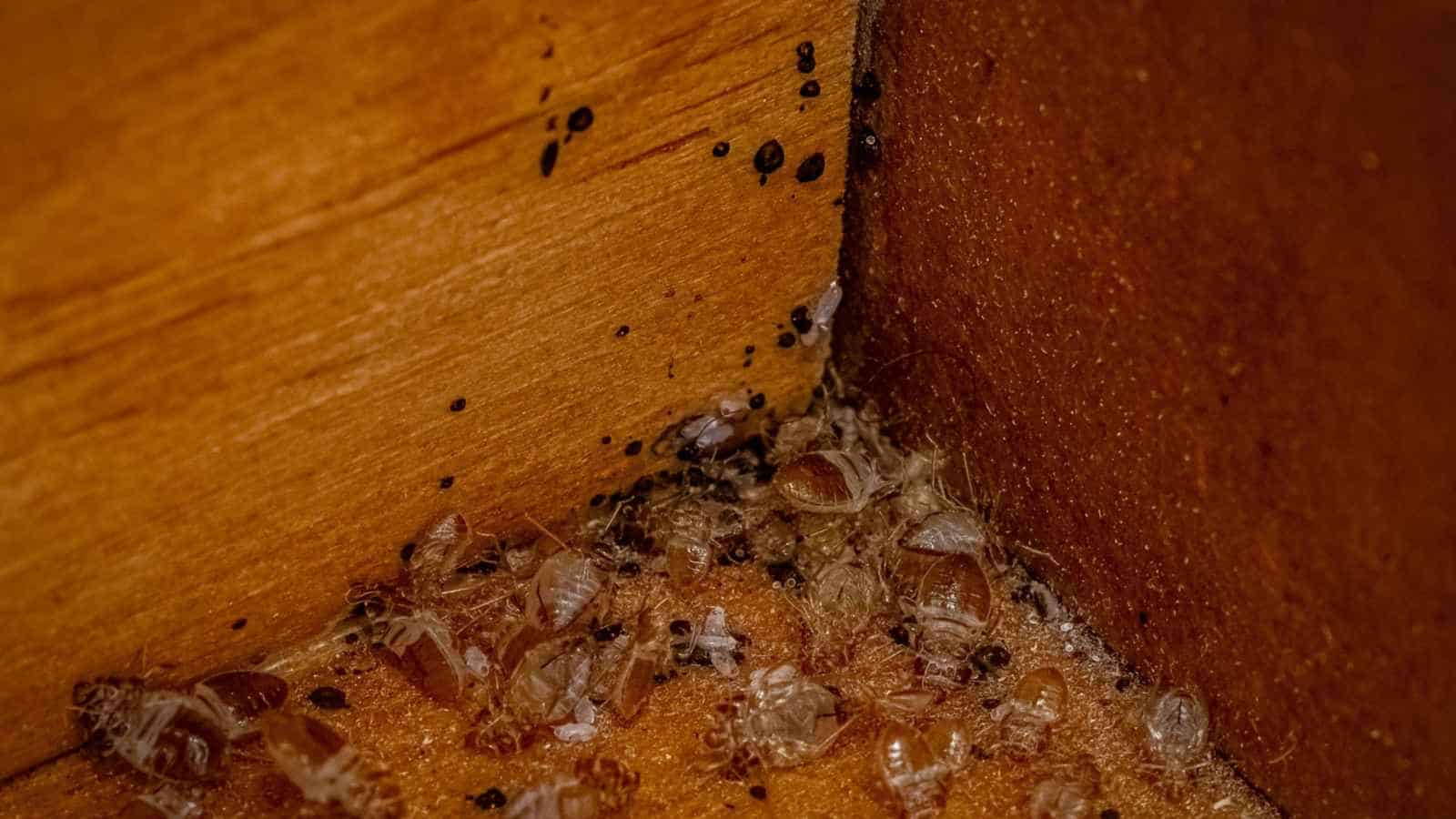 Bed bug infestation on a wooden cabinet