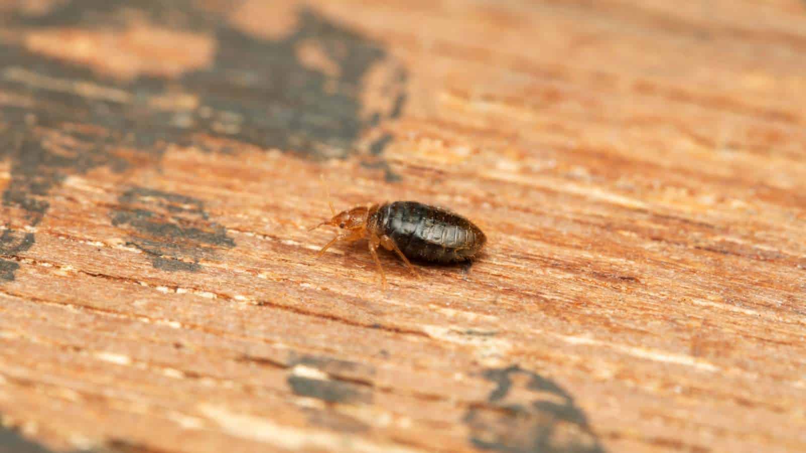 Bed bug lateral view on a wooden table