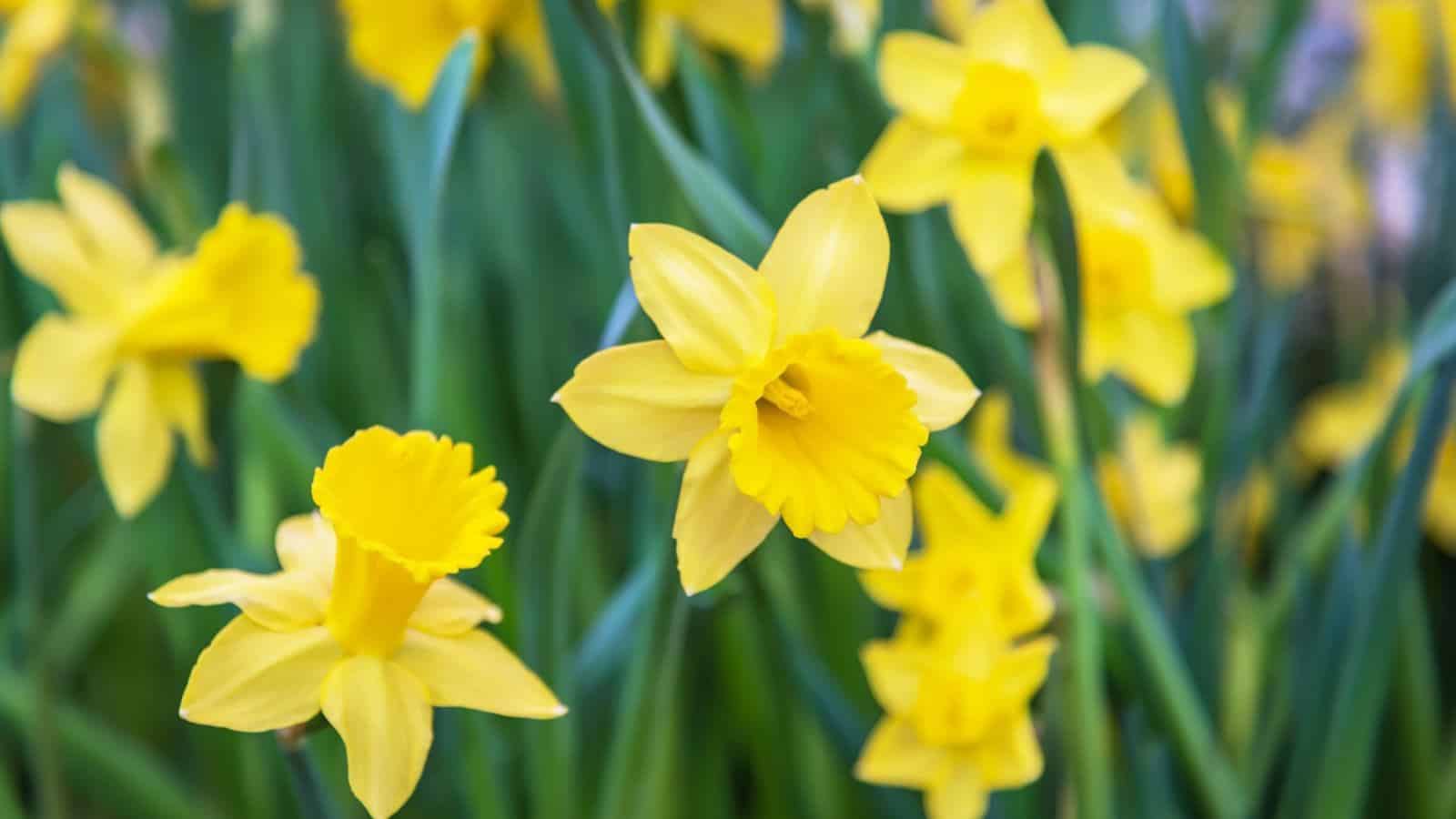 Yellow Daffodils (Narcissus spp.) selective focus in the garden