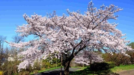 Yoshino cherry tree with white blooms near a road
