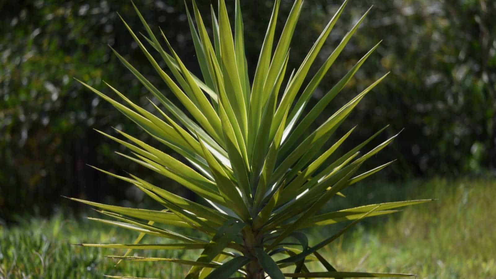 Selective focus on the green foliage of Yucca